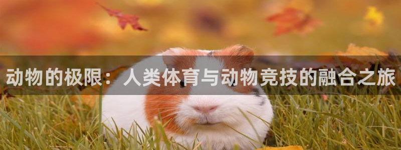 球派体育app：动物的极限：人类体育与动物竞技的融合之旅